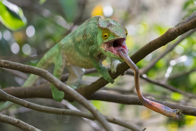 Panther chameleon in action.