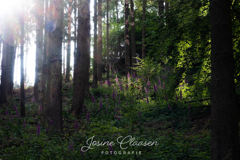 paars vngerhoedskruid in de baan zonlicht in het bos. Natuur in optima forma.
