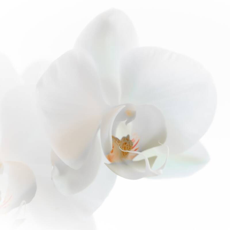Orchidee-high-key-subtiel-wit.jpg