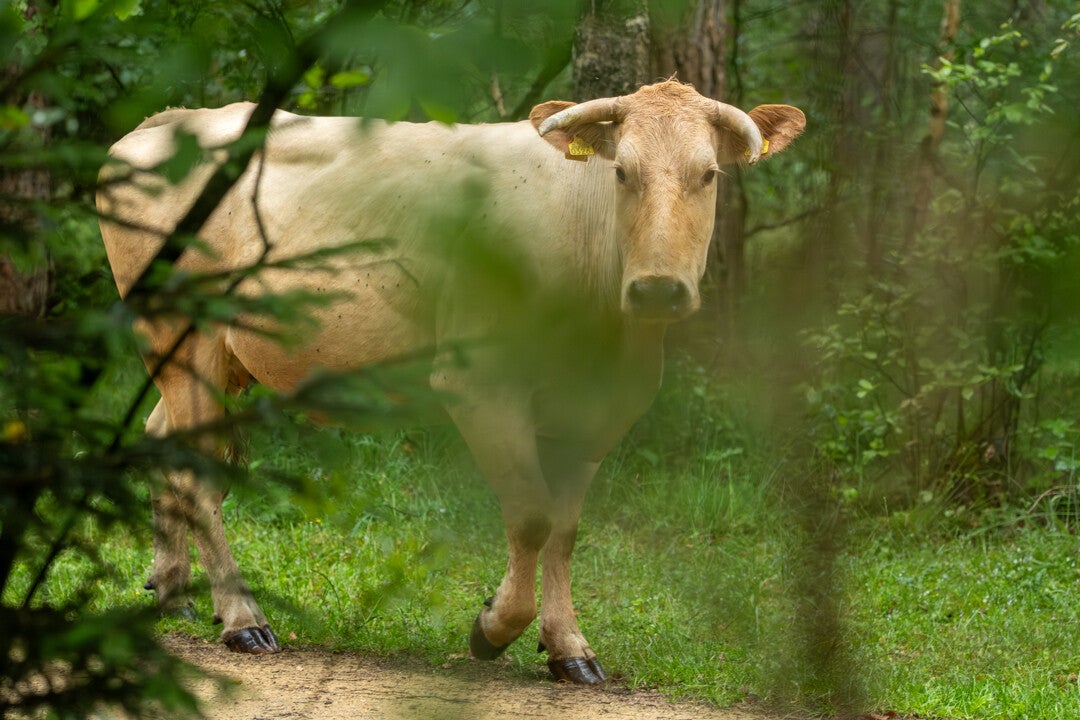 Koe komt een kijkje nemen tijdens fotoshoot in de Kampina