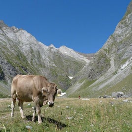1-cow-vall-e-ossoue-standard.jpg