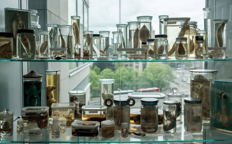 biologiekast met glazen potten