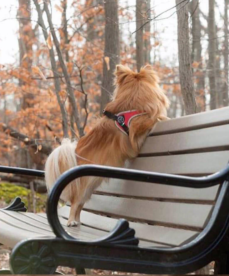 Fibbia tuig Tre Ponti