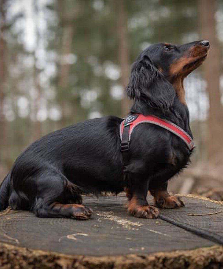 Teckel in Fibbia tuigje