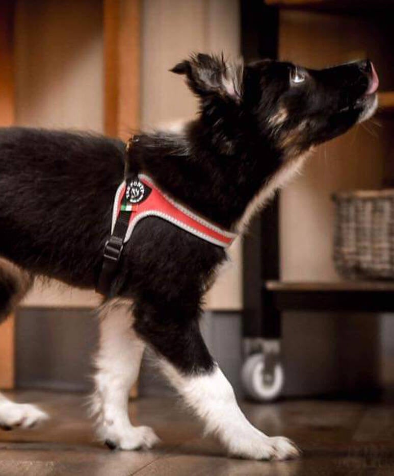 Fibbia tuig reflecterend