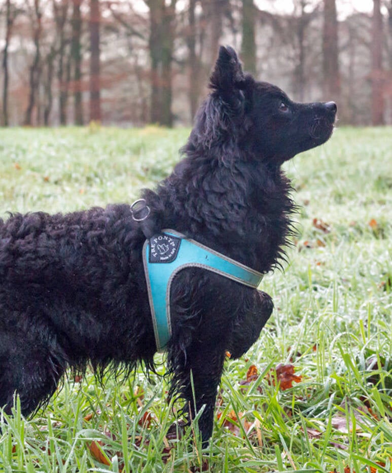 fibbia tuig blauw reflecterend