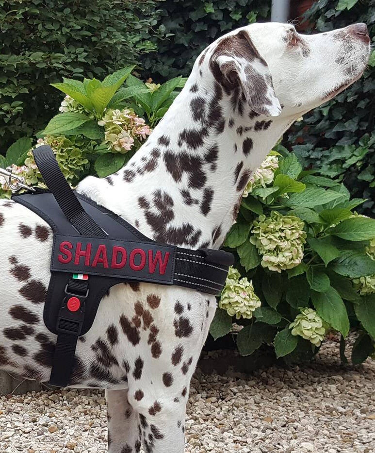 Flash tuig tre ponti