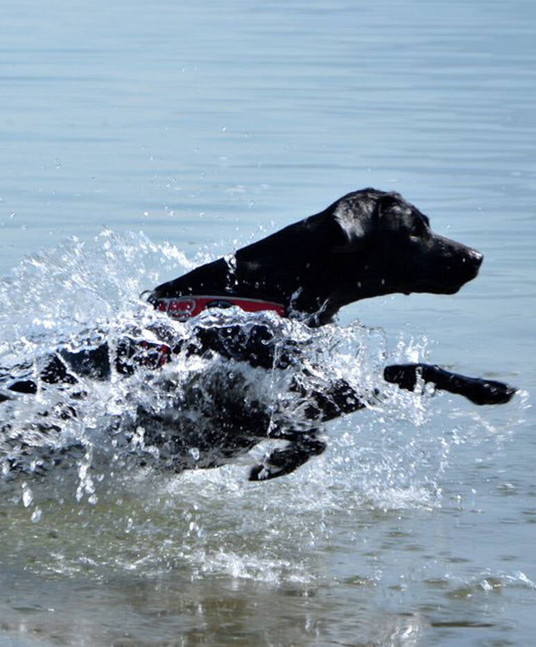 Forza tuig reflecterend