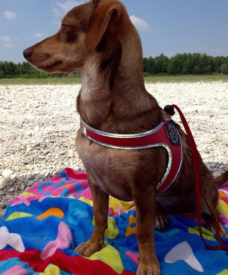 Liberta tuig rood reflective