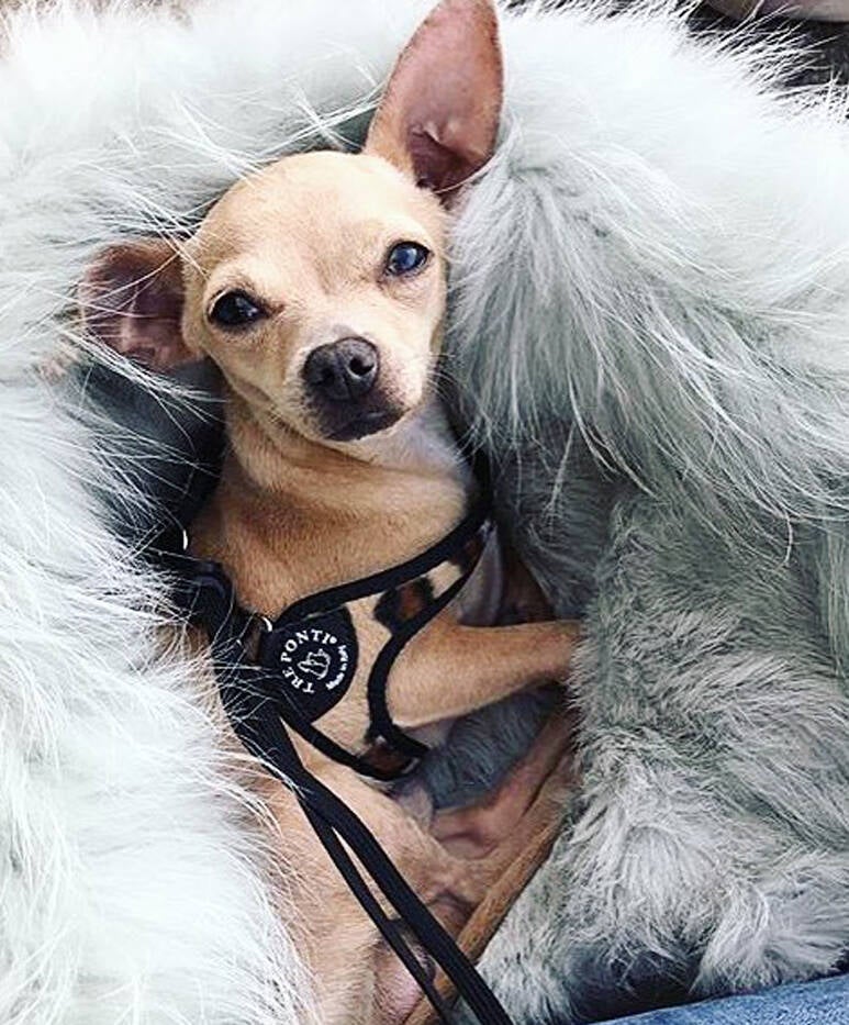 Liberta tuigje animal