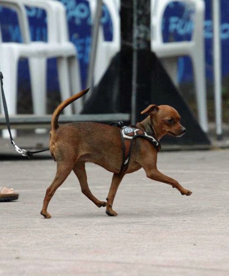 liberta tuigje giraf