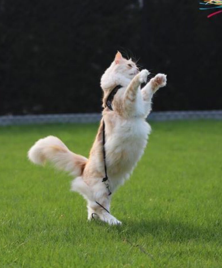 Liberta kattentuigje