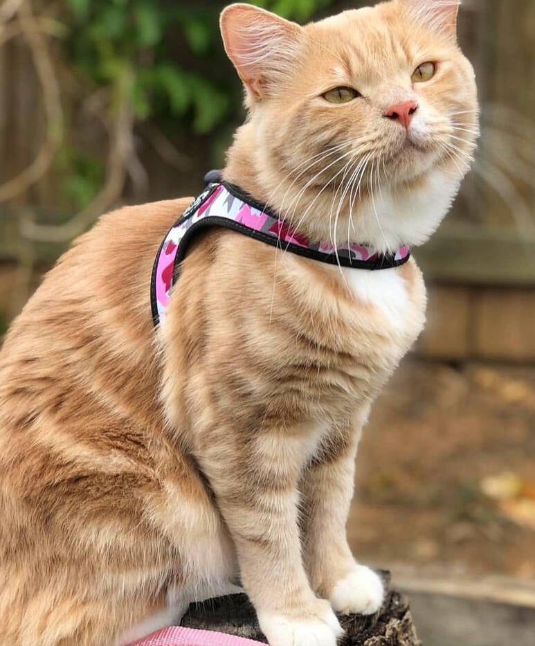 Liberta kattentuigje