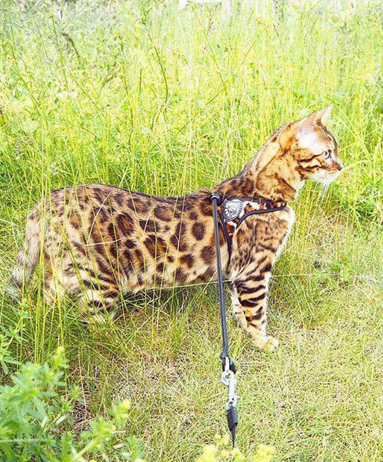 Liberta kattentuigje