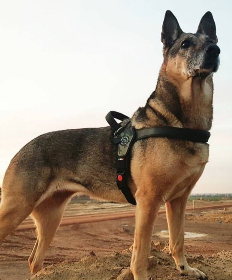 Primo tuig Tre Ponti