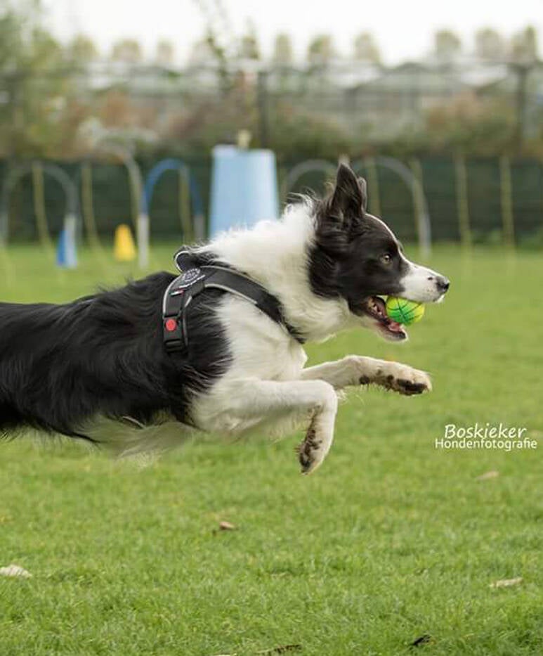 Flyball tuig Vento