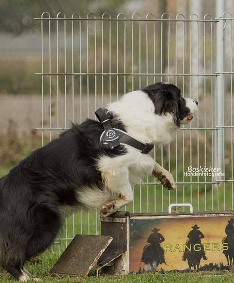 Vento Tuig Flyball