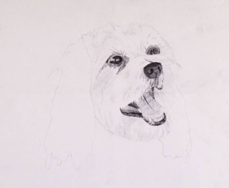 Cassie the Dog Sketch | Graphite on paper. 9x11&quot;. 2007. 