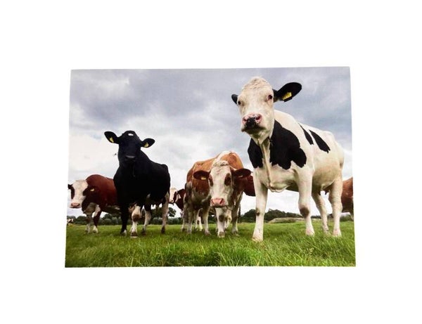 Gedrukte fotokaart Koeien