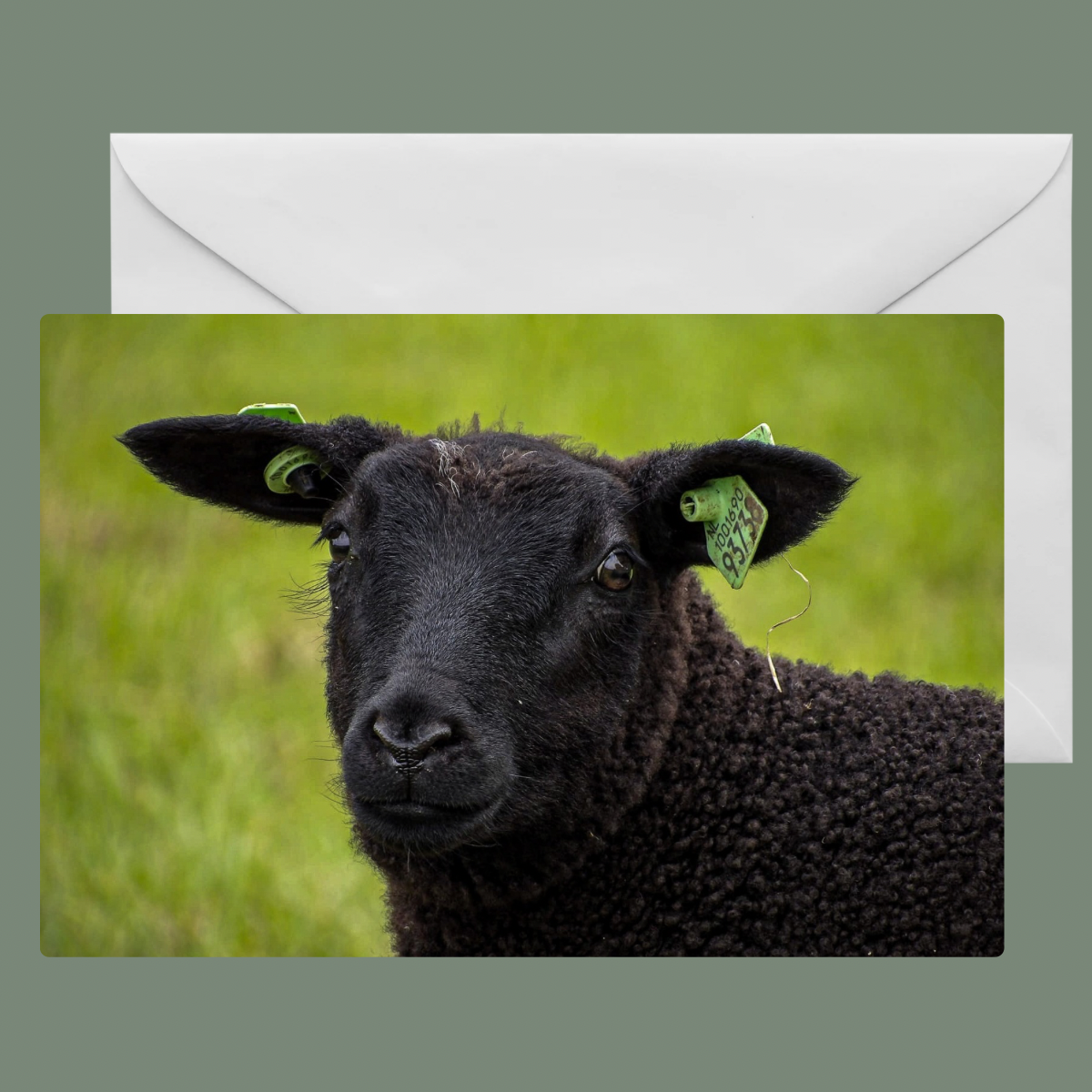 Kaart Schaap