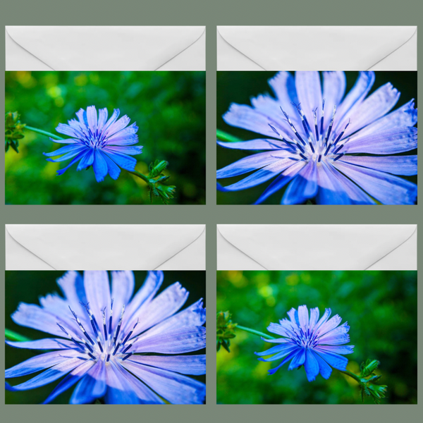 Bloemen Setje