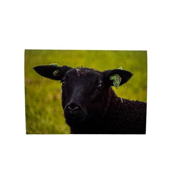 Kaart Schaap