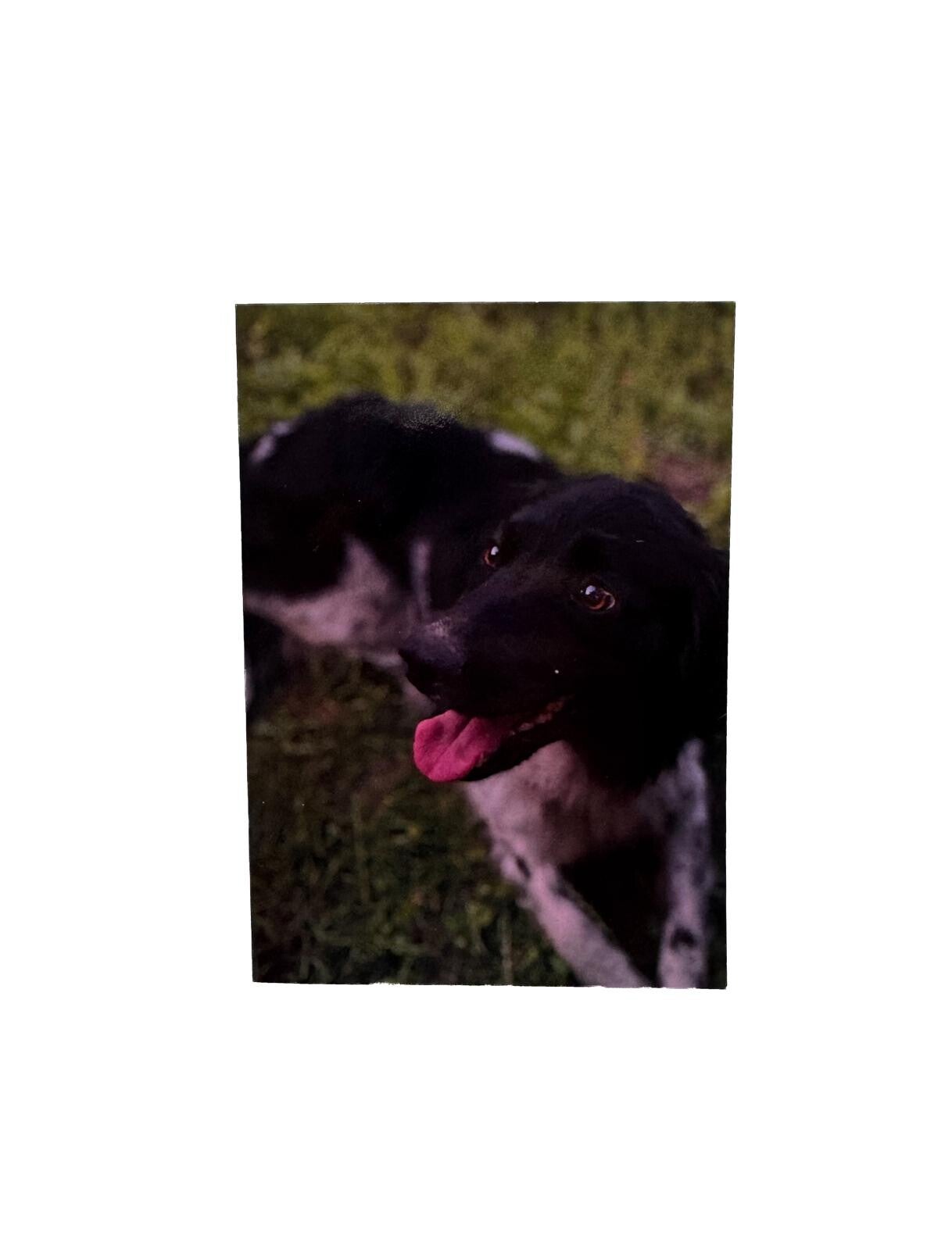 Kaart Hond