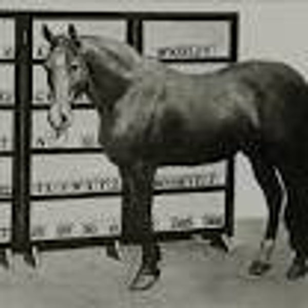 Horse & Hairdressers