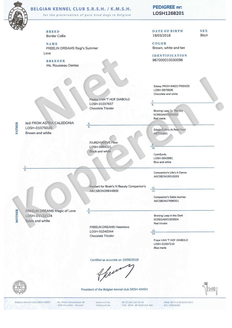 voorbeeld Stamboom Freelin Dreams Regi's Summer Love