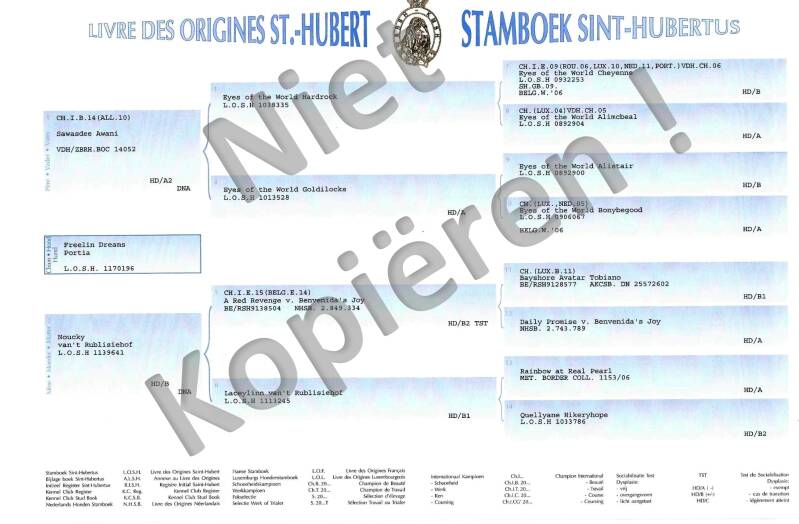 voorbeeld stamboom Freelin Dreams Portia ( Tia )