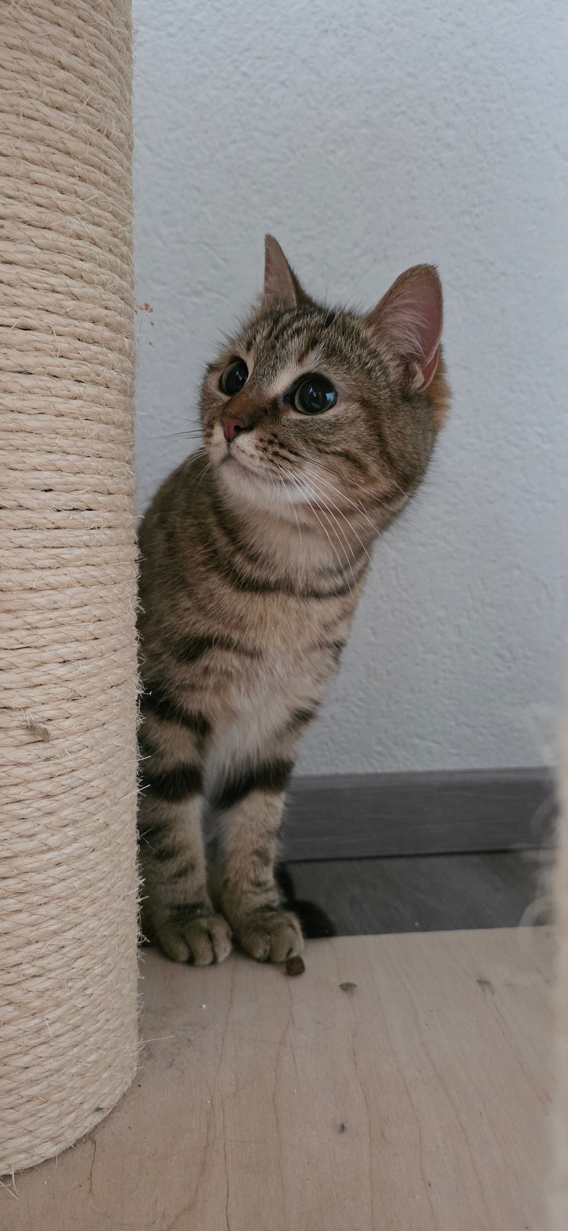 chat curieux après communication animale intuitive Sibylle Pache Vanity's Grandson