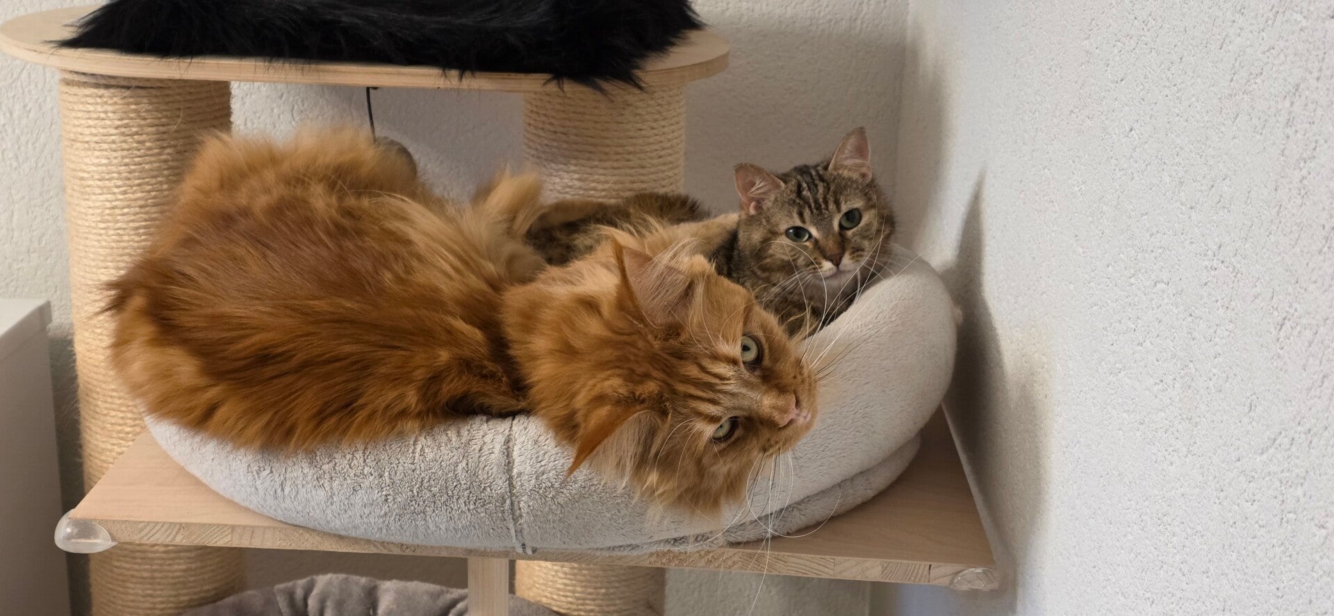 Maine coon et chat européens calmes  après une communication animale intuitive Sibylle Pache Vanity's Grandson
