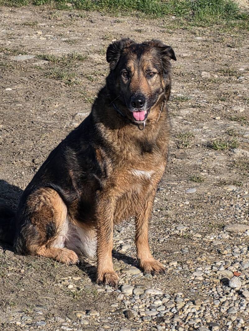 Communication animale intuitive Sibylle Pache Vanity's Grandson