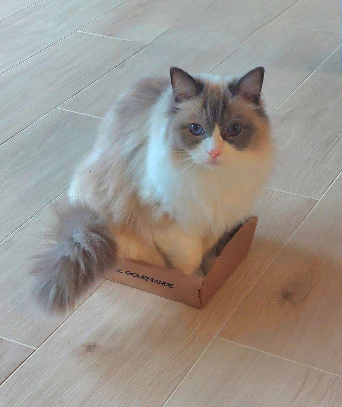 Communication animale intuitive Sibylle Pache Vanity's Grandson