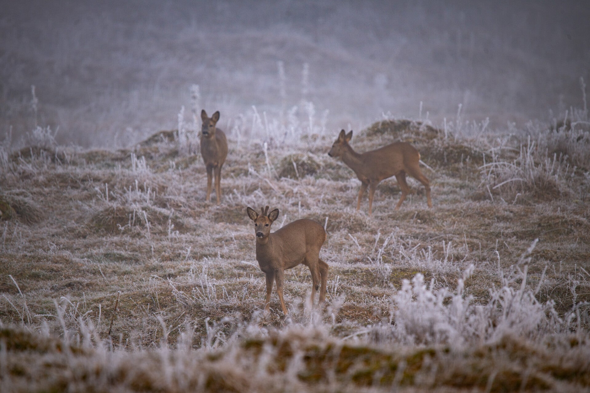 Chevreuils dans la brume hivernale
