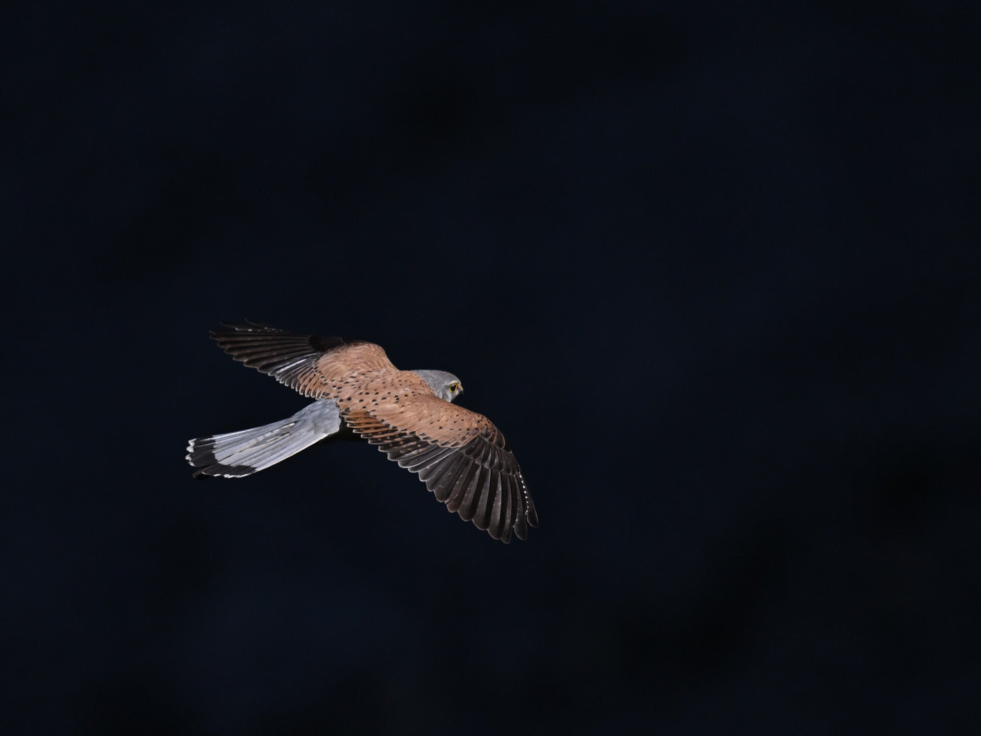 Oiseau de proie