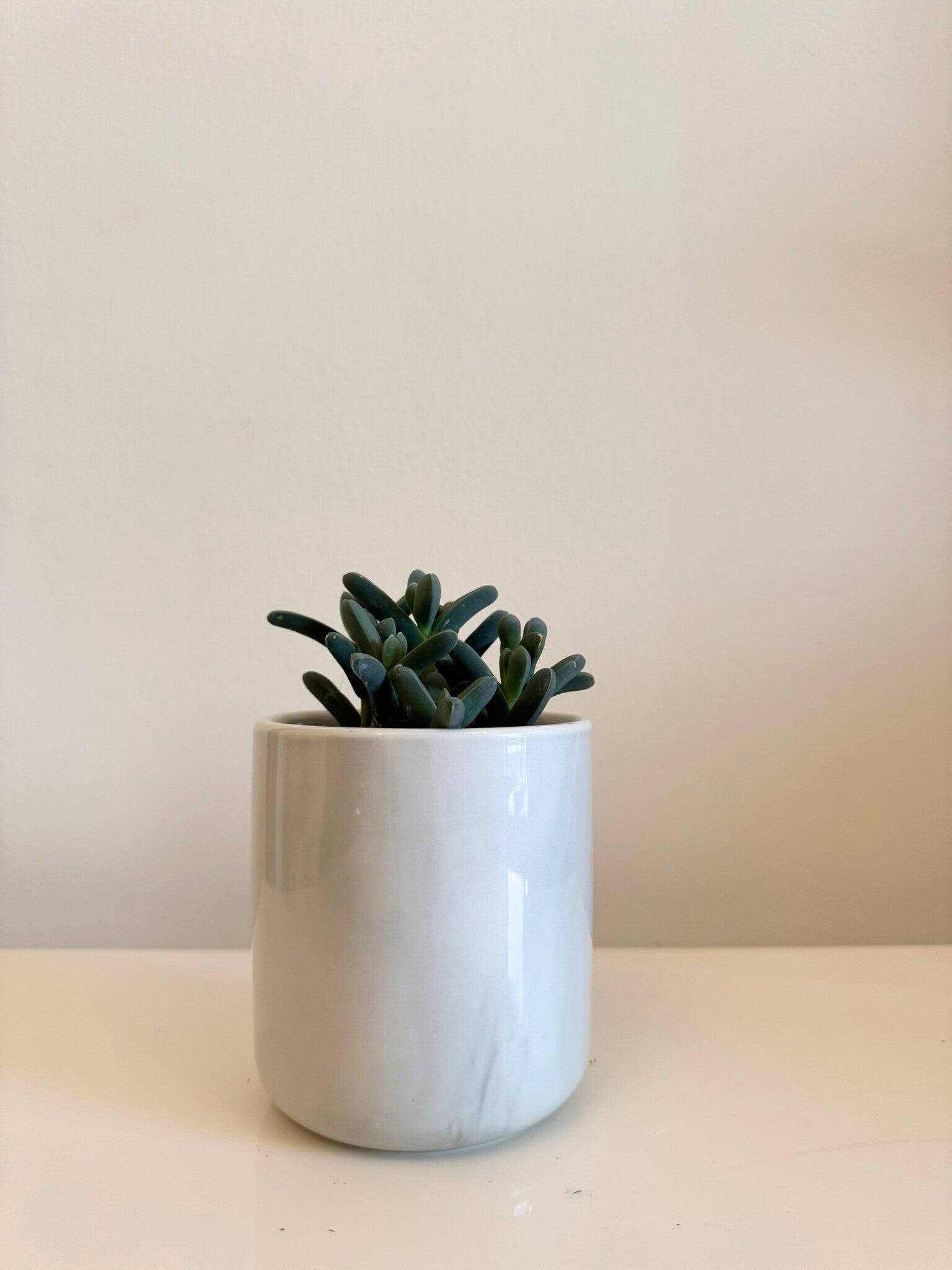 Corpuscularia lehmannii Succulent