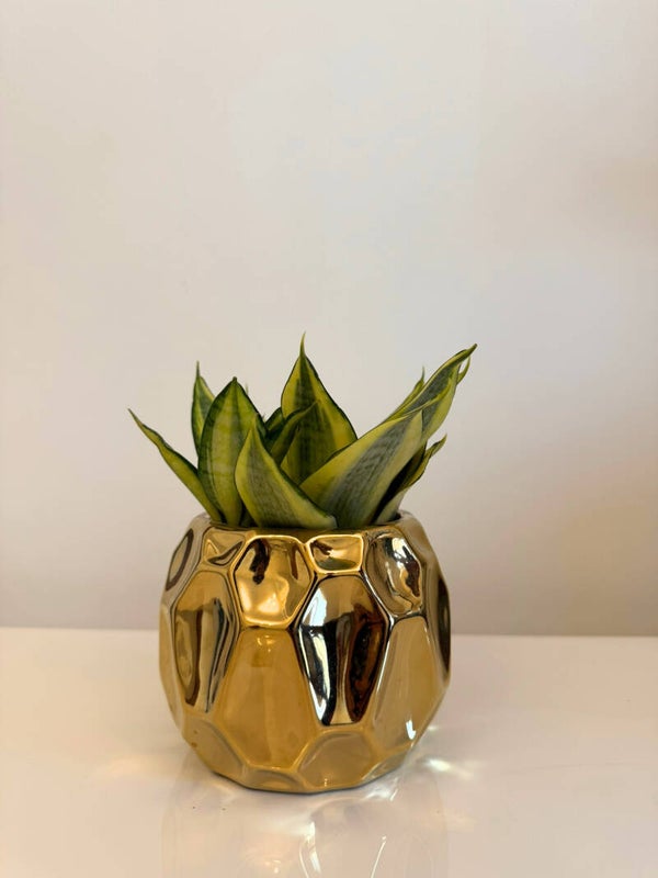 Sensivieria trifasciata- Golden Hahnii