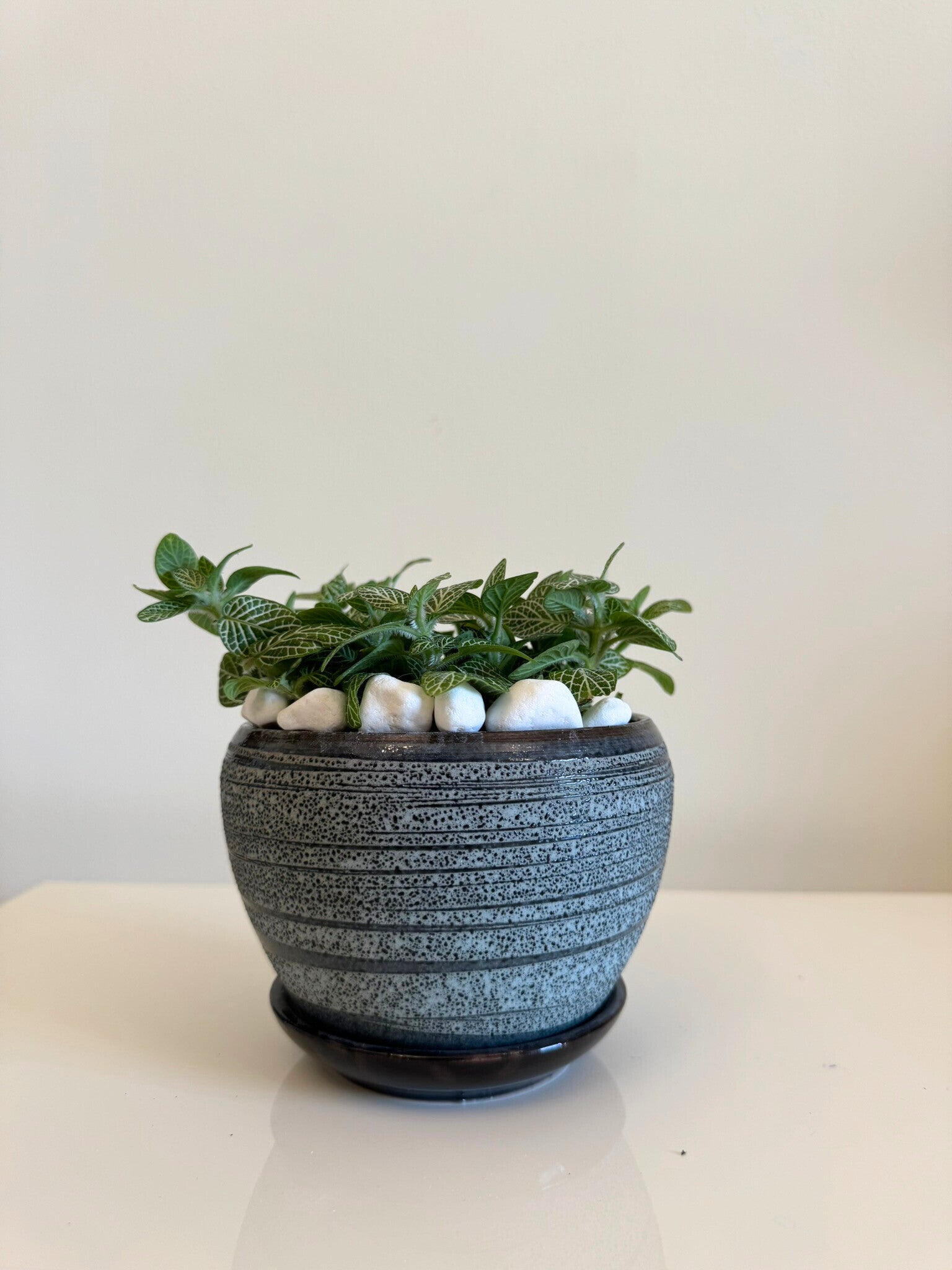 Fittonia Superba- Nerve Plant