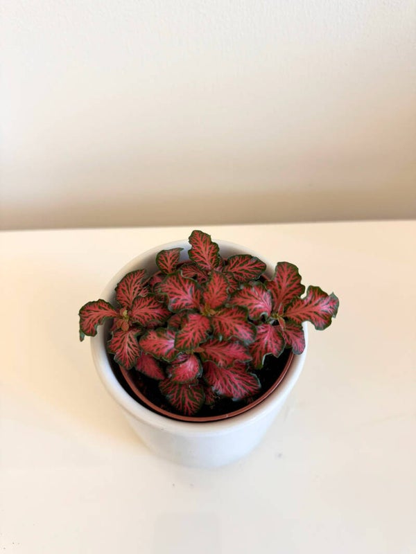 Fittonia-Red