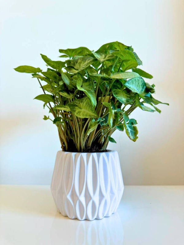 Syngonium Arrow Head