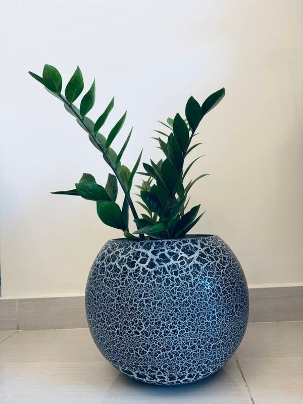 ZZ Plant- Zamioculas zamiifolia