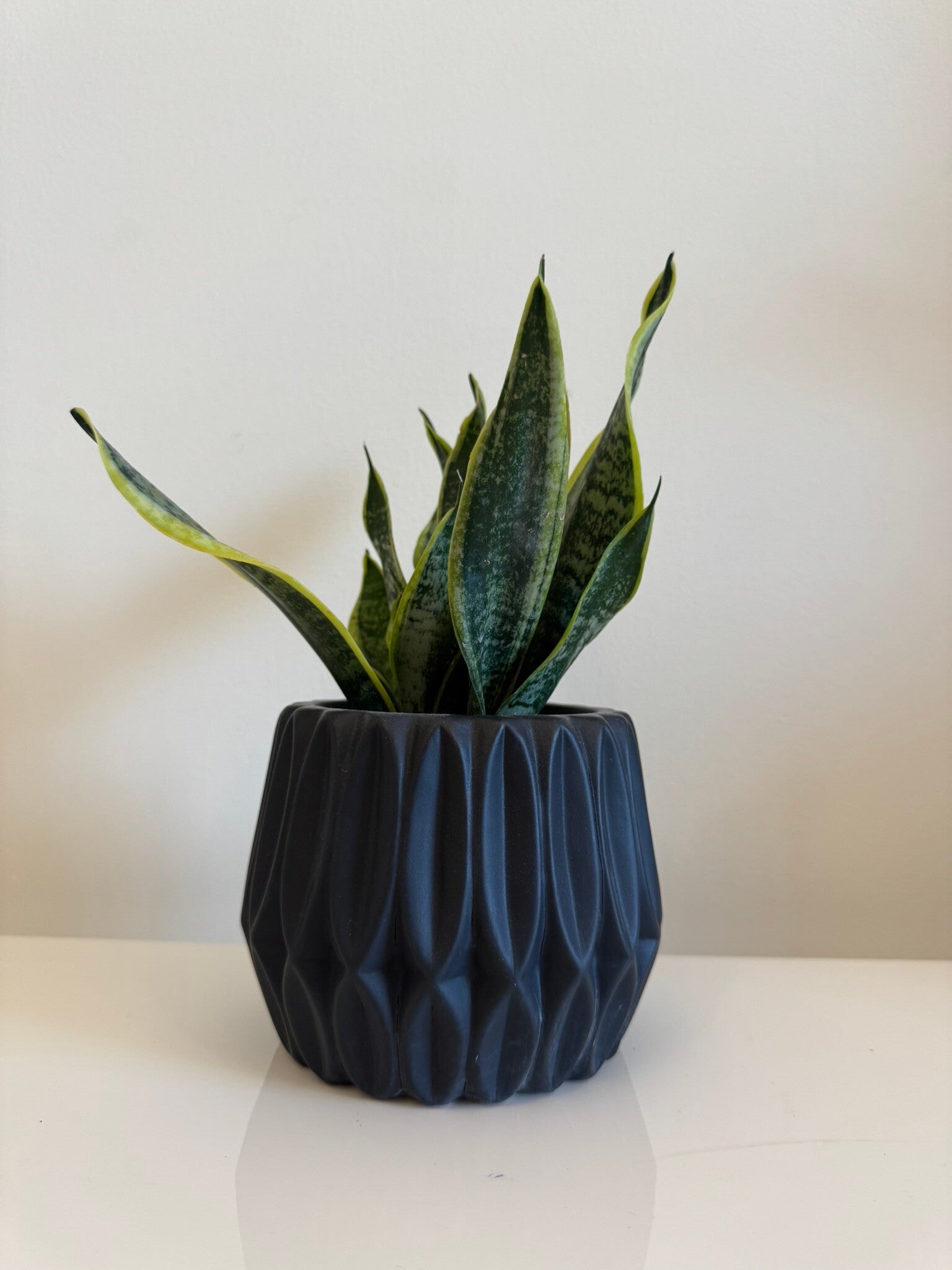 Snake Plant- Sansevieria
