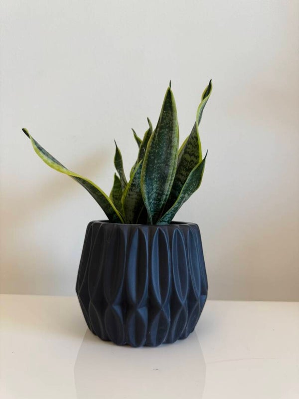 Snake Plant- Sansevieria