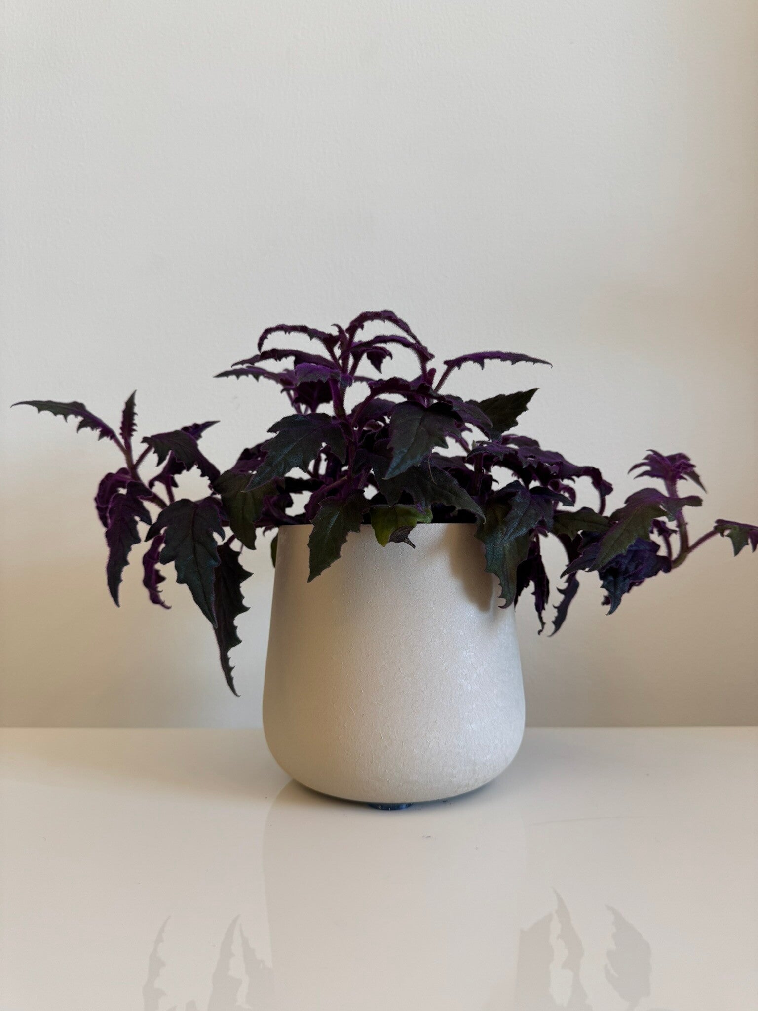 Gynura- Purple passion plant