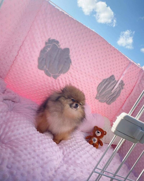 Puppyren - Omranding - BG Pink