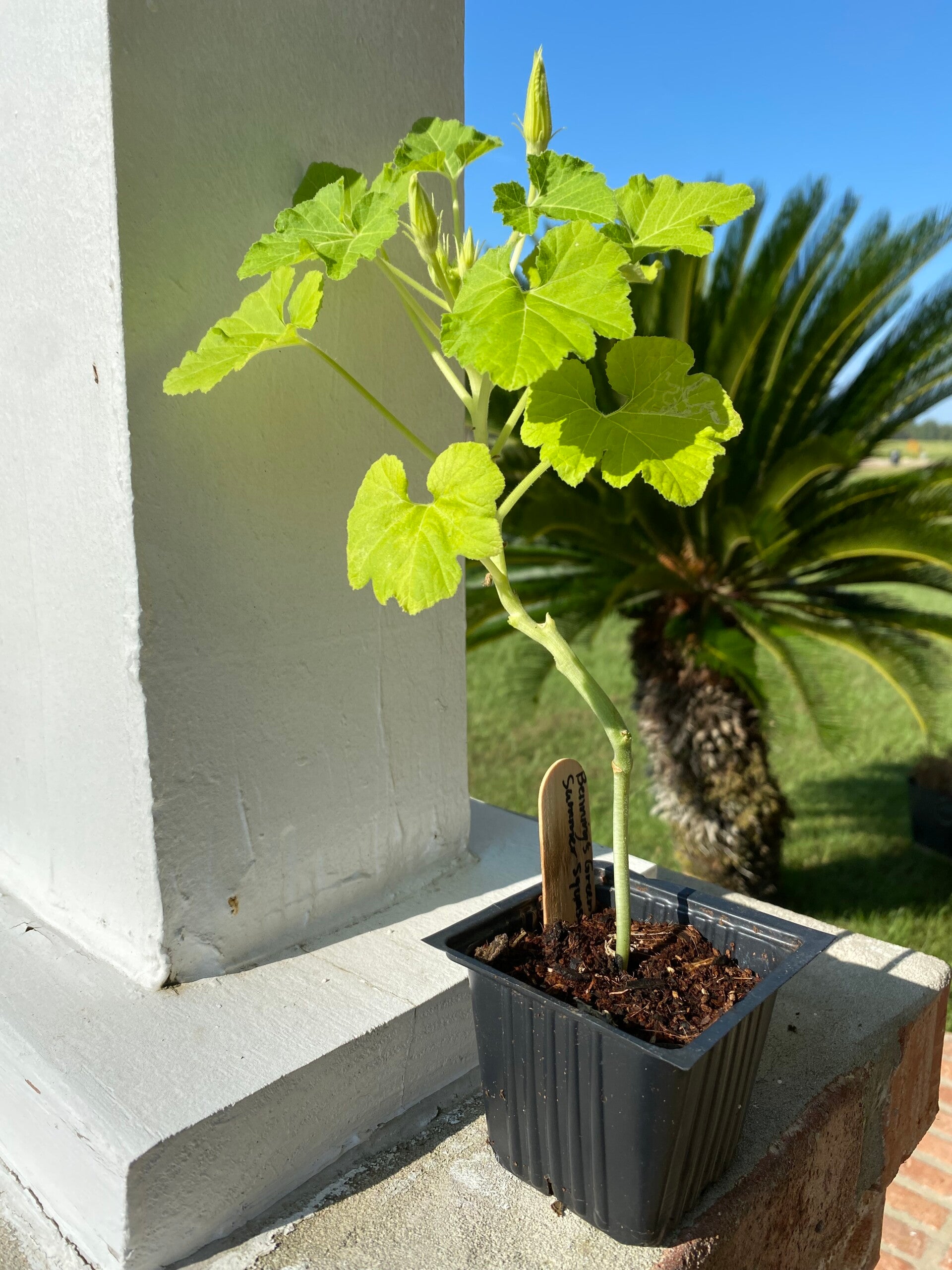 Benning’s green tint Summer Squash (Seesling)