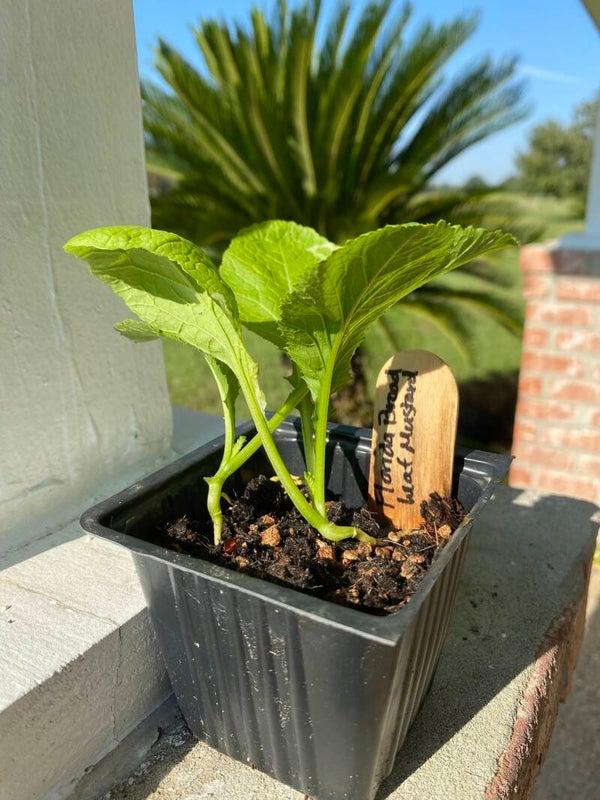 Broadleaf Mustard Seedlings