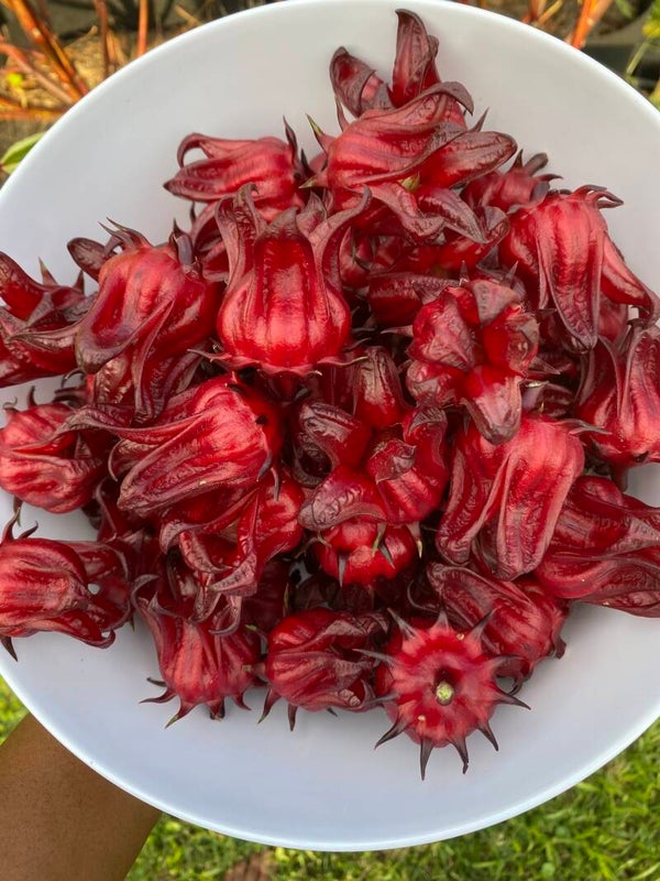Roselle (Sorrel) Hibiscus