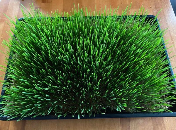 Wheatgrass (11”(w)x17”(l) Tray)